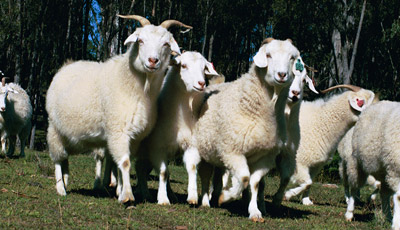 cashmere-goats.jpg